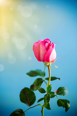 포토 JPG 해외이미지 식물 1 디자인 배너 꽃 분홍색 꽃다발 백그라운드 꽃무늬 패턴 텍스트 자연 탁자 추상 휴가 프레임 발렌타인데이 선물 사랑 사람없음 책 빨간색 파란색 태양 뷰티 장미 파티 봄 낭만 벚꽃 광선 축하 인사 신선 신용카드 생일 개화 엽서 내추럴 고립 스타일 국경 해외포토 자연요소 계절 기념일 감정 컬러 가구 컨셉 무늬 데이이벤트 이벤트 금융 예절 편지 생태계 파일형식 이미지허브