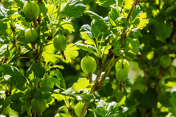 포토 JPG 해외이미지 주간 잎 사람없음 야외 초록색 구스베리 해외포토 자연요소 식물 열매 컬러 파일형식 이미지허브