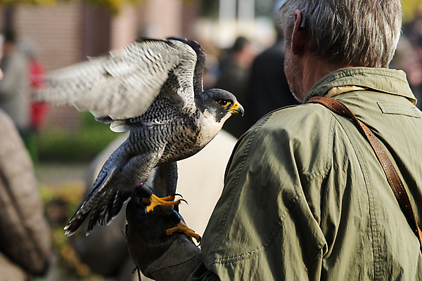 포토 JPG 해외이미지 동물 야생동물 장갑 날개 오렌지 발 자연 조류 앉기 사람없음 야외 갈색 흰색 행운 먹이 깃털 사냥 부리 육식동물 사냥꾼 멸종 내추럴 해외포토 직업 잡화 컬러 컨셉 과일 모션 신체부위 생태계 파일형식 이미지허브