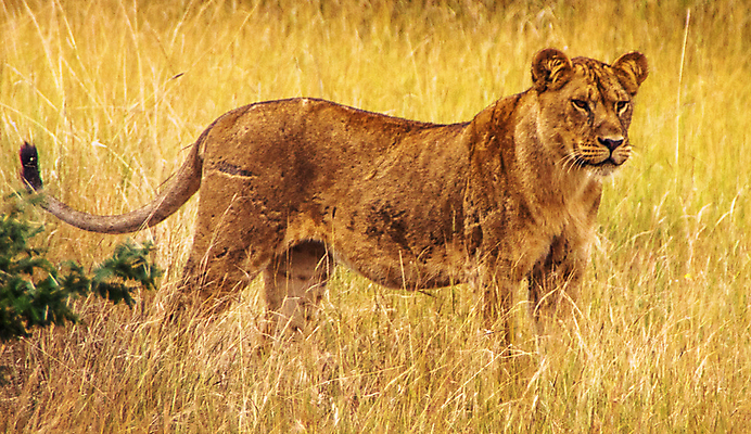 포토 JPG 해외이미지 야생동물 여행 자연 풍경 사람없음 뷰티 해외포토 동물 생태계 파일형식 이미지허브
