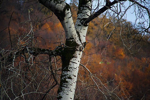 포토 JPG 해외이미지 나무 계절 공원 도로 길 여행 백그라운드 잎 오렌지 자연 하늘 아침 산 풍경 사람없음 야외 초록색 빛 컬러풀 햇빛 태양 노란색 일출 환경 일몰 가을 나뭇가지 시골 닫기 숲 언덕 장면 나무껍질 내추럴 아제르바이잔 해외포토 주간 자연요소 식물 공공시설 나라 컬러 과일 교통시설 모션 노을 껍질 생태계 파일형식 이미지허브
