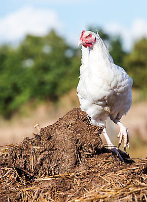 포토 JPG 해외이미지 동물 음식 밭 농업 자연 조류 주택 건강 사람없음 야외 빨간색 농장 갈색 농사 검은색 치킨 가축 봄 시골 농부 낟알 땅 심볼 깃털 유기농 부리 수탉 내추럴 무료 밭일 수유 암탉 해외포토 직업 웰빙 계절 산업 컬러 건물 닭 암컷 수컷 생태계 닭고기요리 파일형식 이미지허브