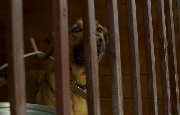 포토 JPG 해외이미지 동물 자물쇠 사람없음 반려동물 희망 기다림 개 새장 노숙자 혼자 해외포토 감정 포유류 모션 케이지 파일형식 이미지허브