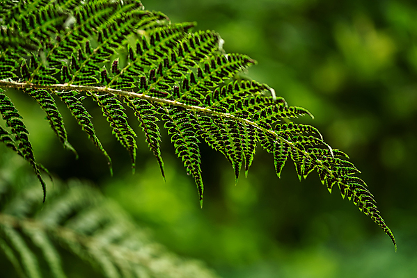 포토 JPG 해외이미지 나무 식물 계절 공원 백그라운드 잎 패턴 자연 날씨 안테나 파노라마 그림자 씨앗 사람없음 야외 초록색 빛 컬러풀 뷰티 검은색 어둠 시골 신선 플랫 저녁 숲 오솔길 먼지 장면 남쪽 내추럴 깊이 양치류 해외포토 공공시설 길 컬러 무늬 통신 촬영기법 야간 방향 생태계 파일형식 이미지허브