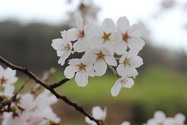 포토 JPG 해외이미지 식물 계절 공원 꽃잎 꽃 백그라운드 잎 자연 벽지 부활절 사람없음 야외 초록색 뷰티 정원 봄 벚꽃 흰색 신선 개화 체리 향기 카피스페이스 해외포토 공공시설 기념일 컬러 과일 공백 생태계 냄새 파일형식 이미지허브