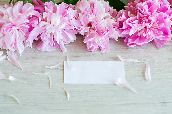 포토 JPG 해외이미지 꽃잎 종이 분홍색 백그라운드 프레임 사랑 사람없음 감사 작약 레터링 카피스페이스 해외포토 꽃 감정 컬러 공백 파일형식 이미지허브