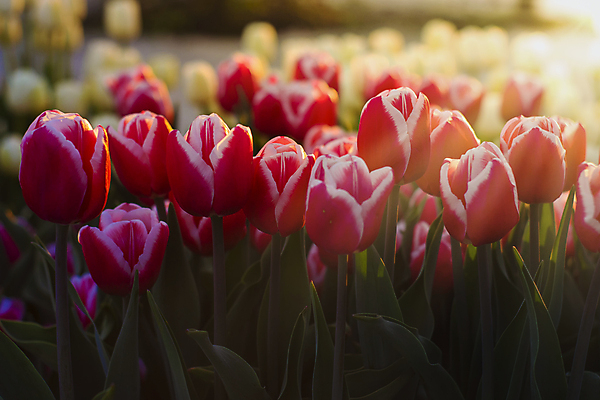 포토 JPG 해외이미지 식물 계절 꽃잎 꽃 분홍색 꽃다발 백그라운드 잎 꽃무늬 밭 봄꽃 자연 휴가 부활절 선물 풍경 사람없음 야외 가로 빨간색 초록색 여름 컬러풀 햇빛 태양 뷰티 노란색 정원 보라색 봄 튤립 벚꽃 신선 개화 5월 내추럴 해외포토 자연요소 기념일 컬러 무늬 농업 날짜 생태계 파일형식 이미지허브