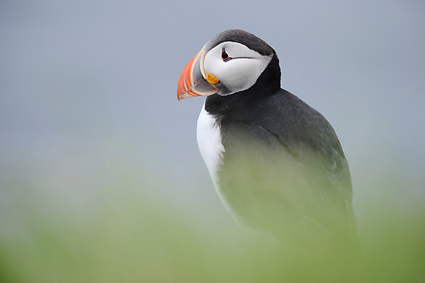 포토 JPG 해외이미지 주간 한마리 조류 사람없음 야외 소프트포커스 퍼핀 해외포토 자연요소 동물 1 촬영기법 파일형식 이미지허브