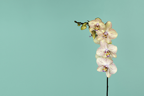 포토 JPG 해외이미지 식물 배너 꽃잎 꽃 줄기 분홍색 꽃다발 백그라운드 꽃무늬 자연 사람없음 장식 뷰티 노란색 환경 정원 보라색 봄 성장 벚꽃 흰색 나뭇가지 신선 개화 난초 닫기 흰배경 호접란 고립 이국적 터키석 플랫레이 카피스페이스 해외포토 나무 계절 컬러 무늬 모션 공백 플랫 보석 생태계 파일형식 이미지허브