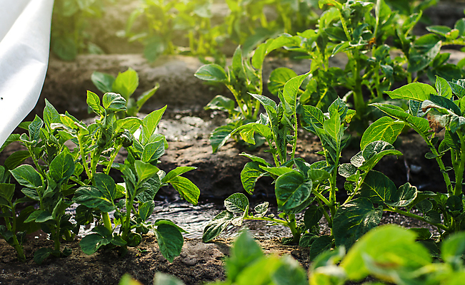 포토 JPG 해외이미지 식물 산업 음식 밭 농업 채소 감자 사람없음 초록색 물 농작물 농장 농경지 봄 흐름 성장 시골 보호 땅 물주기 원예 운하 시스템 내추럴 방법 밭일 세련 해외포토 자연요소 계절 컬러 컨셉 모션 취미 파일형식 이미지허브