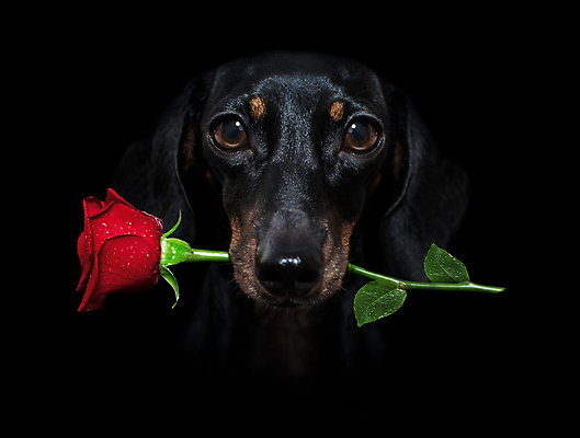 포토 JPG 해외이미지 동물 기념일 꽃잎 꽃 행복 결혼 백그라운드 패턴 관계 검은배경 휴가 휴식 발렌타인데이 선물 사랑 사람없음 빨간색 반려동물 장미 어둠 봄 낭만 하트 침대 대접 입 생일 날짜 개 달콤 맛 강아지 닥스훈트 혀 배열 부드러움 드라마 큐피드 해외포토 모양 식물 계절 감정 컬러 가구 컨셉 무늬 포유류 데이이벤트 이벤트 신체부위 검은색 감각 파일형식 이미지허브