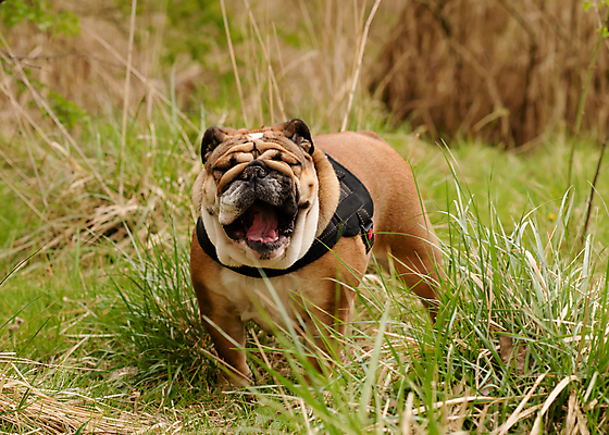포토 JPG 해외이미지 주간 한마리 반려견 잔디 사람없음 야외 반려동물 산책 강아지 잉글리쉬불독 해외포토 자연요소 식물 동물 1 휴식 개 불독 파일형식 이미지허브