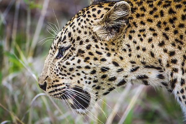 포토 JPG 해외이미지 주간 한마리 응시 야생동물 자연 사람없음 야외 아웃포커스 맹수 표범 남아프리카 보츠와나 포효 해외포토 자연요소 동물 1 시선 포유류 아프리카 촬영기법 외침 생태계 파일형식 이미지허브