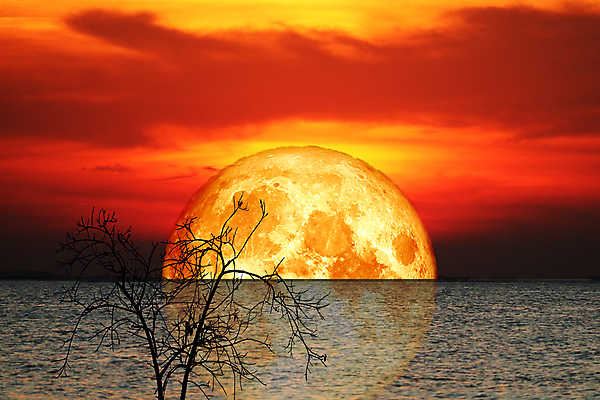 포토 JPG 해외이미지 식물 구름 실루엣 분홍색 과학 백그라운드 밭 자연 하늘 손바닥 사람없음 빨간색 빛 우주 어둠 침묵 황혼 일몰 새벽 껍질 달 혈액 벌레 야간 저녁 숲 신비 기아 가득함 점성술 마법 까마귀 현상 해외포토 자연요소 손 컬러 곤충 컨셉 농업 조류 촬영기법 노을 소리 사회이슈 생태계 파일형식 이미지허브