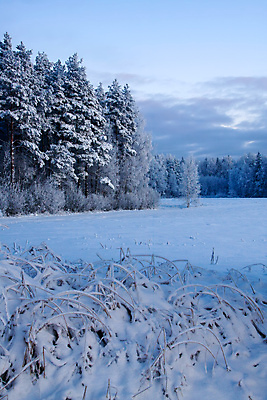 포토 JPG 해외이미지 나무 계절 백그라운드 겨울 자연 하늘 사람없음 야외 목재 파란색 뷰티 냉동 얼음 추위 흰색 시골 눈송이 숲 12월 서리 장면 1월 눈내림 해외포토 자연요소 식물 컬러 재료 눈_날씨 날짜 생태계 파일형식 이미지허브