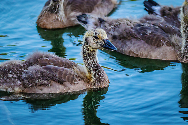 포토 JPG 해외이미지 동물 파도 자연 조류 사람없음 야외 가로 컬러풀 수면 닫기 거위 해외포토 바다 컬러 모션 물 생태계 파일형식 이미지허브