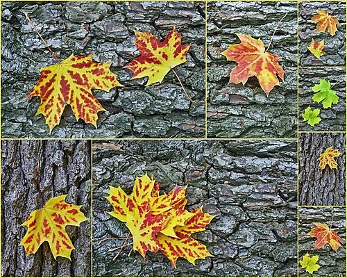 포토 JPG 해외이미지 나무 식물 계절 공원 단풍 잎 2 꽃무늬 자연 사람없음 야외 빨간색 초록색 빛 갈색 노란색 껍질 가을 시간 숲 오브젝트 질감 나무껍질 모음 10월 내추럴 옛날 많음 국경 해외포토 공공시설 꽃 컬러 컨셉 무늬 날짜 생태계 파일형식 이미지허브