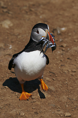 포토 JPG 해외이미지 동물 계절 지구 야생동물 음식 모래 바다 섬 날개 오렌지 발 자연 조류 웨일즈 어류 사람없음 빨간색 파란색 컬러풀 노란색 검은색 산책 흰색 작음 장어 깃털 부리 진흙 대서양 적재 계산서 내추럴 동물상 왕국 많음 펨브룩셔 해외포토 컬러 컨셉 과일 휴식 영국 신체부위 조형물 수중동물 크기 생태계 파일형식 이미지허브