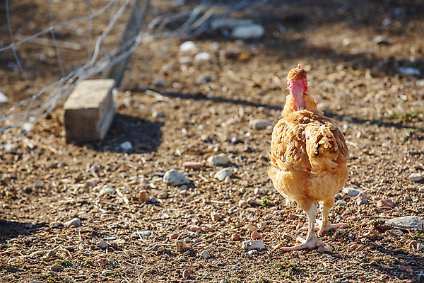포토 JPG 해외이미지 동물 음식 밭 농업 자연 조류 주택 건강 초원 사람없음 야외 빨간색 농장 갈색 쌓기 농사 검은색 치킨 가축 봄 시골 농부 낟알 땅 심볼 깃털 유기농 부리 수탉 내추럴 무료 밭일 수유 암탉 해외포토 직업 웰빙 계절 산업 컬러 모션 건물 닭 암컷 수컷 생태계 닭고기요리 파일형식 이미지허브