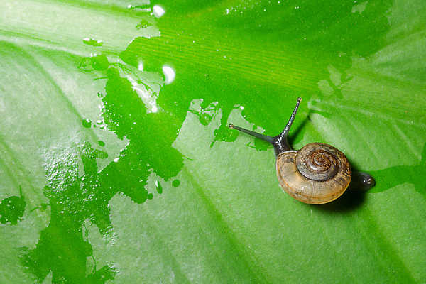 포토 JPG 해외이미지 주간 한마리 잎 사람없음 야외 작음 수분 기어가기 해외포토 자연요소 식물 1 모션 크기 파일형식 이미지허브