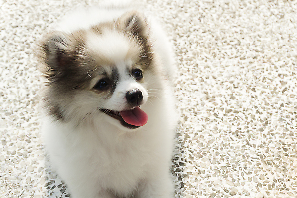 포토 JPG 해외이미지 동물 1 응시 공원 행복 백그라운드 밭 포유류 자연 놀이 휴가 휴식 털 건강 사람 앉기 잔디 성인 사람없음 야외 가로 초록색 여름 반려동물 정원 봄 기쁨 금지 흰색 개 작음 명상 몸단장 송곳니 포메라니안 해외포토 식물 시선 계절 공공시설 감정 컬러 컨셉 농업 모션 치아 크기 생태계 파일형식 이미지허브