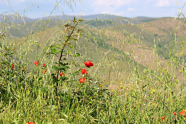 포토 JPG 해외이미지 유럽 밭 자연 하늘 휴가 산 풍경 사람없음 야외 초록색 여름 파란색 봄 포르투갈 언덕 그림 양귀비 내추럴 해외포토 계절 꽃 나라 컬러 농업 생태계 파일형식 이미지허브