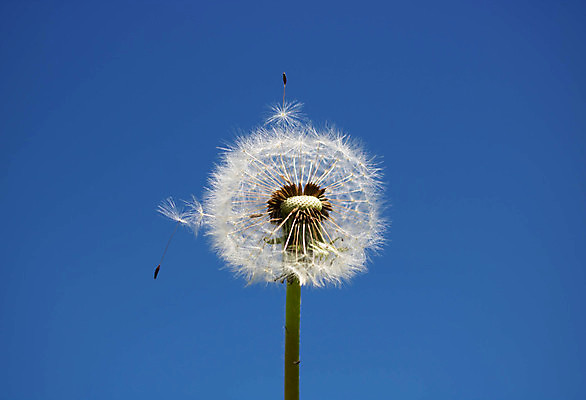 포토 JPG 해외이미지 주간 한송이 자연 하늘 사람없음 야외 민들레 민들레홀씨 해외포토 자연요소 1 꽃 생태계 송이 파일형식 이미지허브