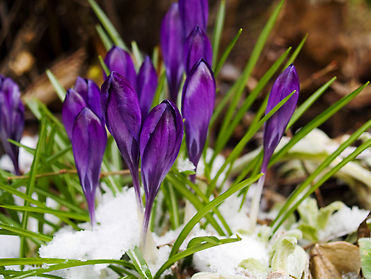 포토 JPG 해외이미지 식물 계절 공원 꽃잎 꽃 행복 줄기 백그라운드 잎 꽃무늬 전구 자연 추상 새로움 따뜻함 미술 사람없음 초록색 빛 뷰티 머리 정원 보라색 냉동 얼음 봄 흰색 우아함 숲 작음 제비꽃 서리 향기 화단 내추럴 고립 파스텔톤 해외포토 자연요소 공공시설 감정 컬러 컨셉 무늬 문화예술 신체부위 크기 생태계 냄새 파일형식 이미지허브