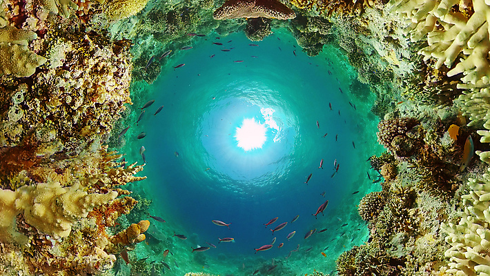 포토 JPG 해외이미지 바다 로우앵글 자연 어류 사람없음 바닷속 수중 수중사진 해외포토 뷰포인트 수중동물 생태계 파일형식 이미지허브