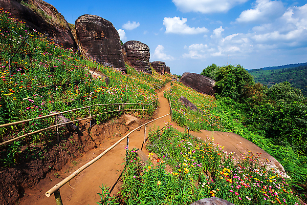 포토 JPG 해외이미지 나무 식물 계절 꽃잎 꽃 종이 분홍색 꽃다발 여행 나비 백그라운드 겨울 꽃무늬 패턴 밭 오렌지 태국 자연 하늘 파노라마 사람없음 야외 빨간색 초록색 파란색 컬러풀 뷰티 노란색 정원 보라색 봄 튤립 벚꽃 시골 신선 개화 데이지 밀짚 내추럴 해외포토 아시아 컬러 곤충 무늬 농업 과일 촬영기법 짚 생태계 파일형식 이미지허브
