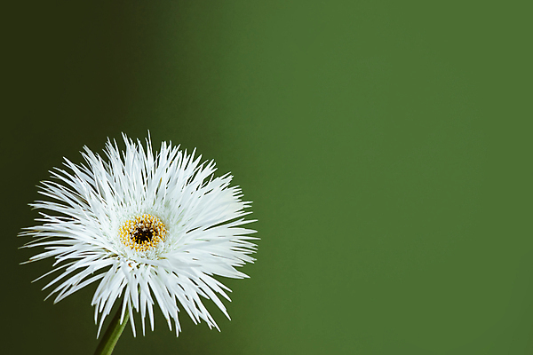 포토 JPG 해외이미지 식물 템플릿 디자인 계절 꽃 꽃다발 결혼 백그라운드 컨셉 꽃무늬 자연 추상 휴가 건조 건강 사람없음 장식 초록색 뷰티 갈색 노란색 유행 침묵 공백 벚꽃 흰색 데이지 내추럴 구성 정물화 파스텔톤 힙스터 미니멀리스트 미니멀 해외포토 패션 컬러 무늬 이벤트 소리 그림 생태계 파일형식 이미지허브