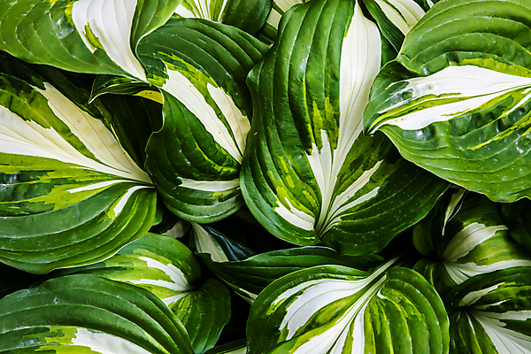 포토 JPG 해외이미지 나무 식물 계절 백그라운드 잎 패턴 자연 추상 건강 사람없음 초록색 여름 빛 환경 정원 보라색 어둠 봄 성장 신선 유기농 질감 내추럴 그리너리 해외포토 웰빙 컬러 무늬 생태계 파일형식 트랜드컬러 이미지허브