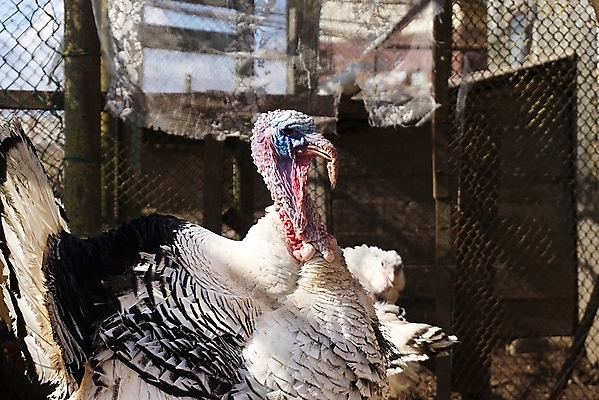 포토 JPG 해외이미지 동물 음식 농업 자연 조류 오리 육류 사람없음 울타리 농장 검은색 가축 분노 흰색 시골 깃털 유기농 추수감사절 칠면조 밭일 해외포토 웰빙 감정 산업 기독교 컬러 식재료 담장 생태계 파일형식 이미지허브