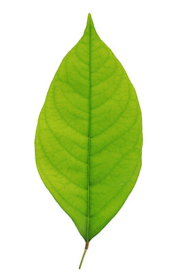 포토 JPG 해외이미지 모양 나무 식물 계절 줄기 백그라운드 잎 꽃무늬 패턴 농업 자연 추상 사람없음 장식 초록색 환경 정원 봄 성장 흰색 나뭇가지 신선 숲 다발 묘사 에코 유기농 질감 내추럴 고립 생태학 재 그리너리 해외포토 웰빙 교육 꽃 산업 컬러 무늬 생태계 파일형식 트랜드컬러 이미지허브