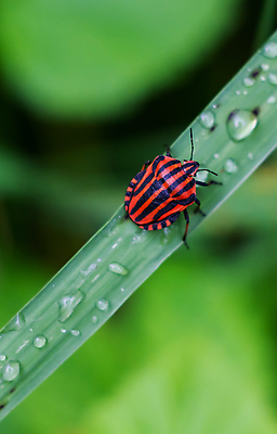 포토 JPG 해외이미지 식물 동물 꽃 야생동물 나비 곤충 백그라운드 잎 패턴 자연 양서류 사람없음 야외 빨간색 초록색 여름 컬러풀 정원 검은색 사진촬영 봄 칼날 닫기 해충 벌레 작음 딱정벌레 내추럴 동물상 해외포토 계절 컬러 무늬 모션 조형물 촬영 크기 생태계 파일형식 이미지허브