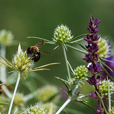 포토 JPG 해외이미지 식물 동물 꽃 유럽 곤충 백그라운드 꽃무늬 밭 농업 자연 초원 사람없음 야외 초록색 여름 파란색 뷰티 노란색 환경 정원 봄 벚꽃 개화 가시 수분 벌 허브 꽃가루 꿀 엉겅퀴 내추럴 생태학 해외포토 계절 교육 나라 산업 컬러 무늬 가루 생태계 파일형식 이미지허브