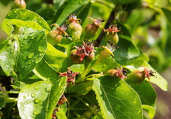 포토 JPG 해외이미지 나무 식물 계절 음식 잎 농업 다이어트 과일 자연 매달리기 건강 사람없음 야외 빨간색 초록색 물 여름 농장 정원 수확 성장 가을 물방울 나뭇가지 신선 달콤 맛 과수원 먹기 유기농 비타민 내추럴 밭일 숙성 맛있는 해외포토 자연요소 웰빙 산업 컬러 컨셉 모션 생태계 영양소 파일형식 이미지허브