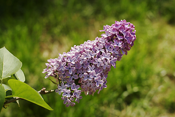 포토 JPG 해외이미지 나무 식물 계절 꽃잎 꽃 분홍색 백그라운드 잎 꽃무늬 자연 선물 사람없음 야외 장식 가로 초록색 파란색 뷰티 머리 정원 보라색 봄 성장 벚꽃 흰색 나뭇가지 신선 개화 편안함 다발 순수 원예 향기 심플 라벤더 라일락 꽃수술 해외포토 컬러 컨셉 무늬 취미 신체부위 감각 허브 생태계 냄새 파일형식 이미지허브