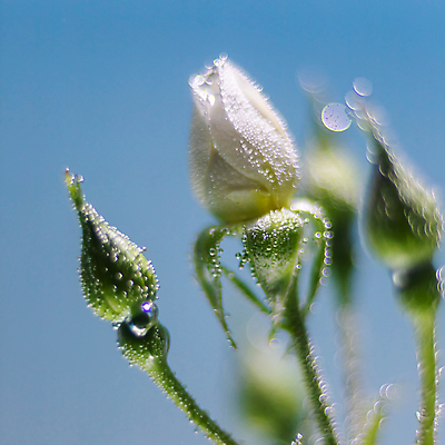 포토 JPG 해외이미지 식물 꽃잎 꽃 백그라운드 컨셉 꽃무늬 자연 추상 사랑 사람없음 초록색 물 파란색 뷰티 장미 거품 흰색 신선 최고 닫기 이슬 아래 심볼 묘사 질감 향기 내추럴 돌봄 해외포토 자연요소 감정 컬러 무늬 모션 방향 생태계 냄새 위치 파일형식 이미지허브