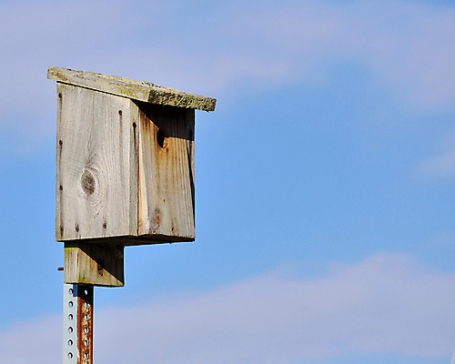 포토 JPG 해외이미지 자연 조류 하늘 사람없음 야외 둥지 오브젝트 해외포토 동물 생태계 파일형식 이미지허브