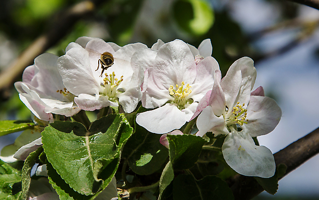 포토 JPG 해외이미지 나무 식물 동물 계절 꽃잎 꽃 분홍색 곤충 백그라운드 농업 자연 하늘 사람없음 야외 초록색 파란색 빛 뷰티 정원 봄 벚꽃 흰색 나뭇가지 신선 작업 개화 닫기 벌레 꿀벌 사과 수분 벌 다발 꽃가루 꿀 내추럴 꽃수술 호박벌 해외포토 산업 컬러 과일 모션 벌_곤충 가루 생태계 파일형식 이미지허브