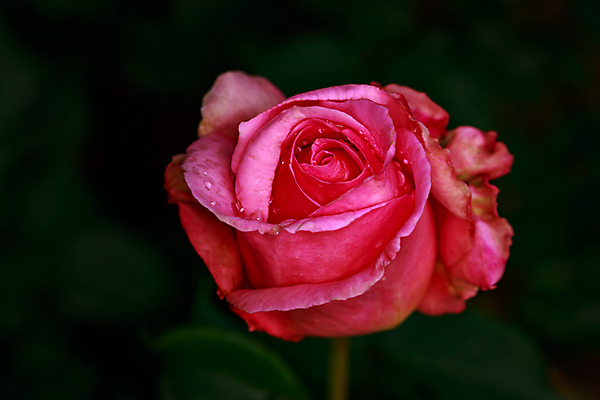 포토 JPG 해외이미지 꽃 산업 농업 자연 사람없음 야외 가로 컬러풀 한개 장미 봄 닫기 원예 카피스페이스 해외포토 식물 1 계절 컬러 모션 취미 공백 생태계 파일형식 이미지허브