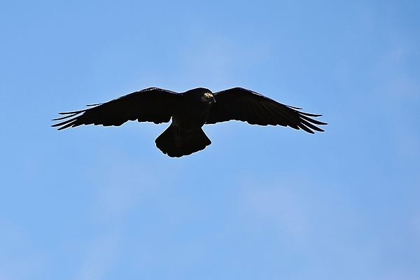 포토 JPG 해외이미지 나무 동물 응시 공원 유럽 야생동물 음식 백그라운드 겨울 자연 조류 하늘 사람없음 야외 초록색 태양 검은색 어둠 나뭇가지 숲 먹이 배고픔 깃털 부리 까마귀 계산서 동물상 전국 지능 착륙 해외포토 자연요소 식물 시선 계절 공공시설 나라 컬러 조형물 생태계 파일형식 이미지허브