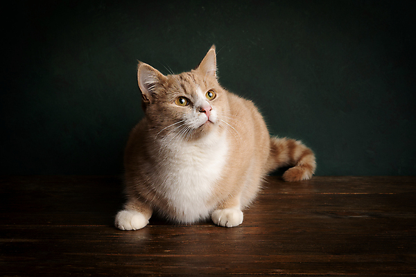 포토 JPG 해외이미지 동물 응시 포즈 백그라운드 장난 포유류 휴식 친절 생물 수염 앉기 사람없음 빨간색 초록색 반려동물 귀여움 고양이 놀람 줄무늬 흰색 표현 달콤 모피 호기심 얼룩무늬 솜털 생강 동반자 혼자 해외포토 시선 감정 컬러 컨셉 무늬 채소 모션 표정 맛 파일형식 이미지허브