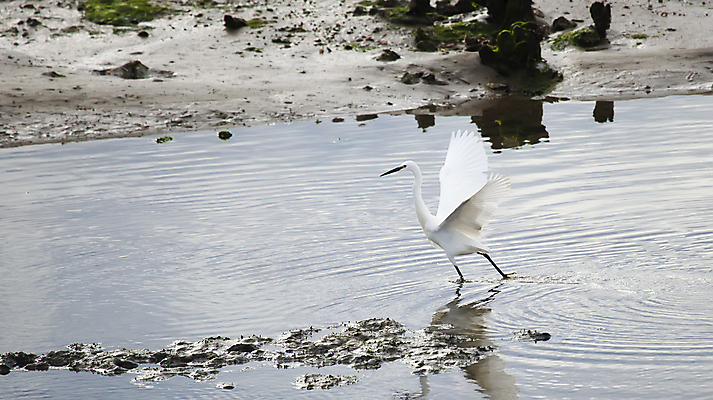 포토 JPG 해외이미지 동물 유럽 야생동물 모래 자연 조류 풍경 사람없음 스페인 내추럴 동물상 해외포토 나라 조형물 생태계 파일형식 이미지허브