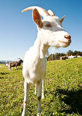 포토 JPG 해외이미지 동물 1 응시 얼굴 밭 농업 포유류 자연 하늘 염소 수염 털 뿔 초원 사람없음 야외 세로 초록색 여름 파란색 농장 머리 우유 흰색 시골 표현 코 귀 밭일 카피스페이스 해외포토 시선 계절 산업 컬러 유제품 신체부위 공백 생태계 파일형식 이미지허브