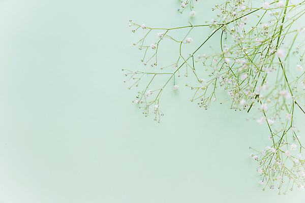 포토 JPG 해외이미지 실내 사람없음 하이앵글 소프트포커스 안개꽃 카피스페이스 민트색배경 해외포토 꽃 뷰포인트 백그라운드 촬영기법 내부 공백 민트색 한해살이풀 파일형식 이미지허브