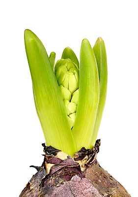 포토 JPG 해외이미지 식물 계절 꽃 줄기 잎 전구 자연 새로움 사람없음 초록색 성장 흰색 싱글 고립 모종 히아신스 해외포토 컬러 컨셉 생태계 파일형식 이미지허브