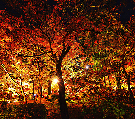 포토 JPG 해외이미지 단풍 단풍나무 사람없음 야외 야간 해외포토 자연요소 나무 잎 파일형식 이미지허브
