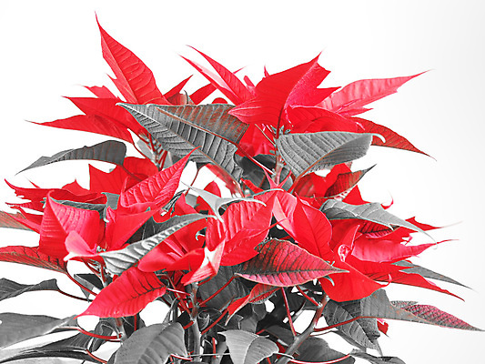 포토 JPG 해외이미지 크리스마스 사람없음 흰배경 포인세티아 해외포토 기념일 꽃 백그라운드 흰색 파일형식 이미지허브